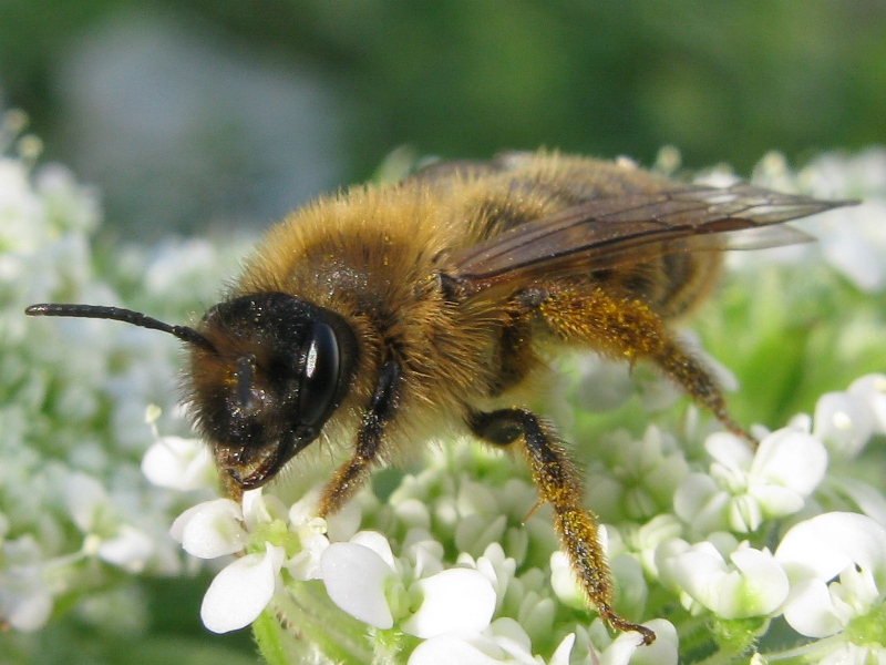 Andrena cfr. flavipes F (Apidae Andreninae )